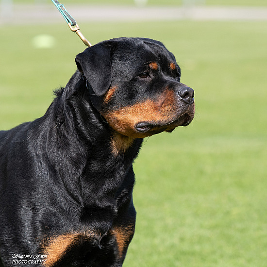 2024 ROTTWEILER CLUB CHAMP SHOWS 14TH & 15TH SEP 