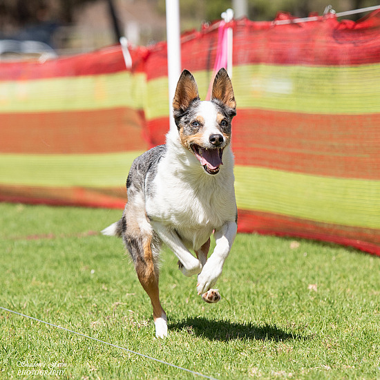 2024 SPRINT DOG 27TH OCTOBER